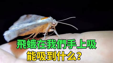 為什麼有飛蛾